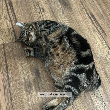 Photo 1/1 Ramzy Chat lost in Thierville sur meuse