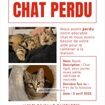 Photo 1/1 Bandi Chat lost in Villeneuve
