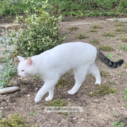 Photo 1/1 Mirza Chat lost in Agon coutainville