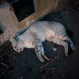 Picture of cat found at Saint Cloud