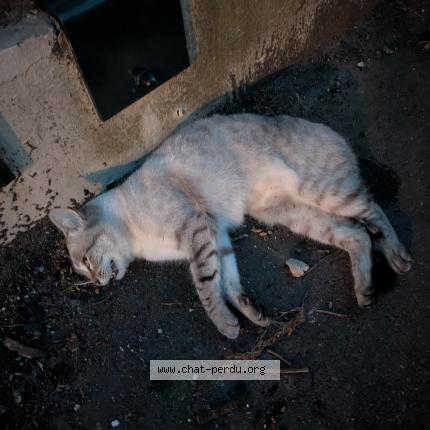 Photo 1/1 Found cat Found in Saint cloud