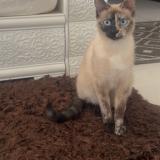 Picture of cat lost at Nimes