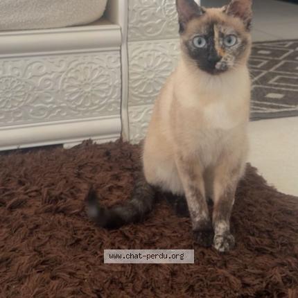 Photo 1/1 Nala Chat lost in Nimes