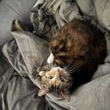 Picture of cat lost at Loon Plage