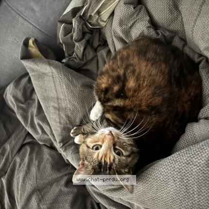 Photo 1/1 Miou Miou Chat lost in Loon plage