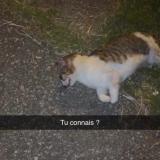 Picture of cat found at Marseille