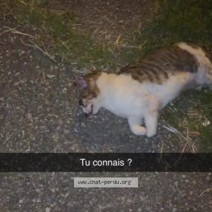 Photo 1/1 Found cat Found in Marseille