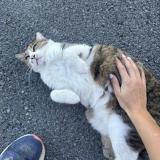 Picture of cat lost at Montaut