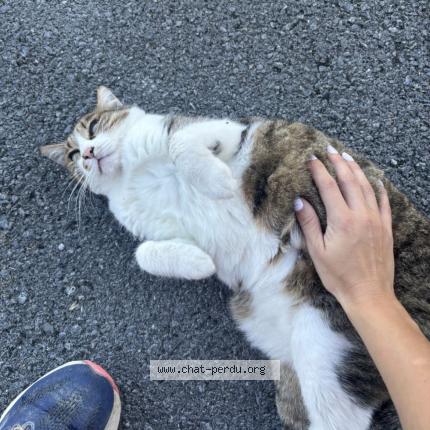 Photo 1/1 Bulle Chat lost in Montaut