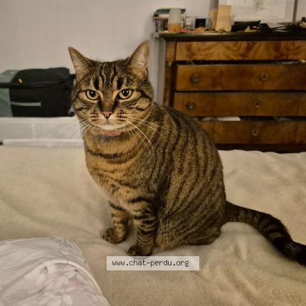 Photo 1/1 Misha Chat lost in Pornichet