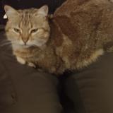 Picture of cat lost at Lys Haut Layon