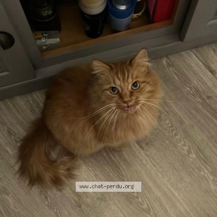 Photo 1/1 Osiris Chat lost in Villenave d ornon