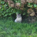 Picture of cat found at Plouye