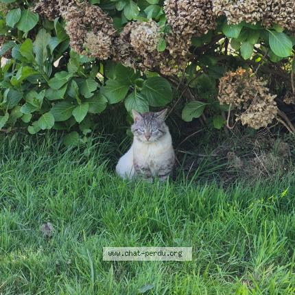 Photo 1/1 Found cat Found in Plouye