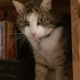 Picture of cat lost at Grenoble