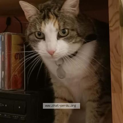 Photo 1/1 Lixi Chat lost in Grenoble