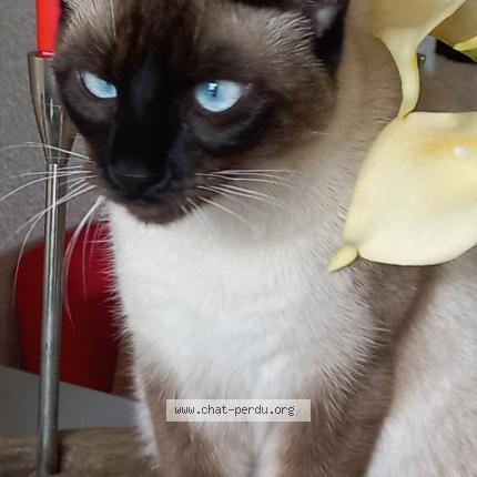 Photo 1/1 ALIGATO Chat lost in Pessac