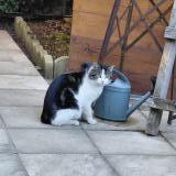 Picture of cat found at Rillieux La Pape