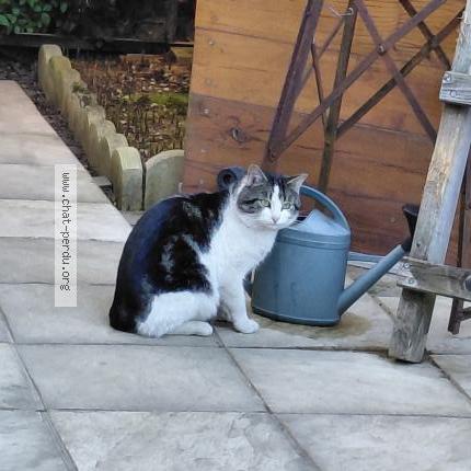 Photo 1/1 Found cat Found in Rillieux la pape