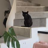 Picture of cat lost at Paulhan