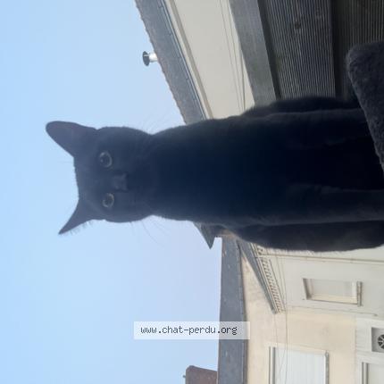 Photo 1/1 Croquemou Chat lost in Chemille en anjou