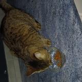 Picture of cat found at Lyon