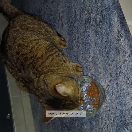 Photo 1/1 Found cat Found in Lyon