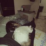 Picture of cat lost at Gardanne