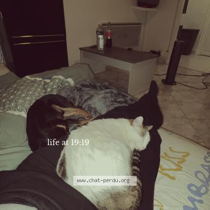 Photo 1/1 Brownie Chat lost in Gardanne