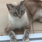 Picture of cat lost at Saint Barthelemy
