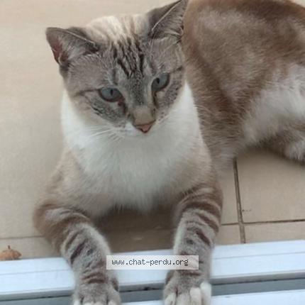 Photo 1/4 Bijou Chat lost in Saint barthelemy