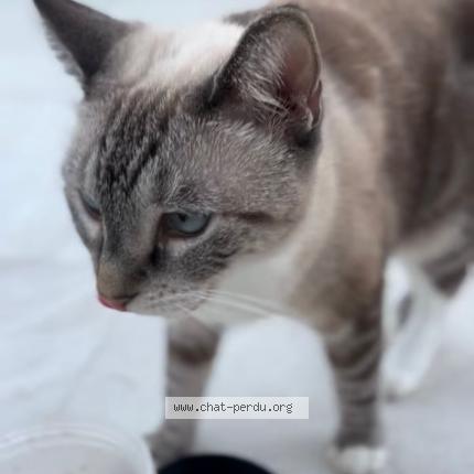 Photo 2/4 Bijou Chat lost in Saint barthelemy