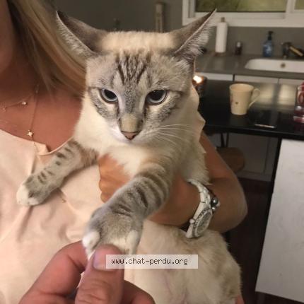 Photo 3/4 Bijou Chat lost in Saint barthelemy