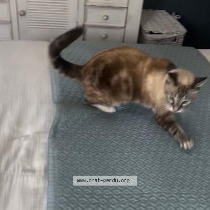 Photo 4/4 Bijou Chat lost in Saint barthelemy