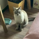 Picture of cat lost at Saint Barthelemy