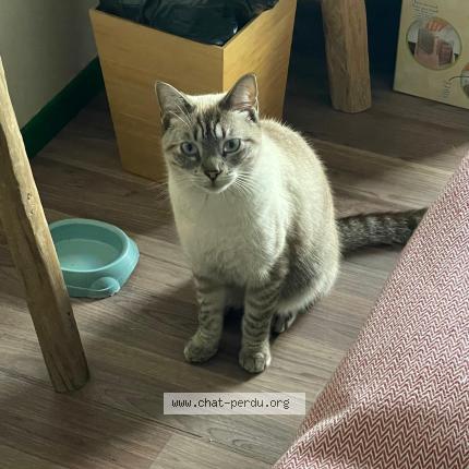 Photo 1/1 Milou Chat lost in Saint barthelemy