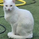 Picture of cat lost at Marseille