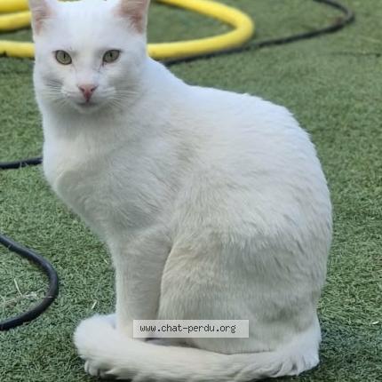 Photo 1/1 Gasper Chat lost in Marseille