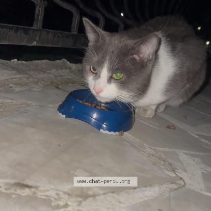 Photo 1/1 Found cat Found in Champigny sur marne