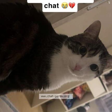 Photo 1/1 Diaba Chat lost in Sucy en brie