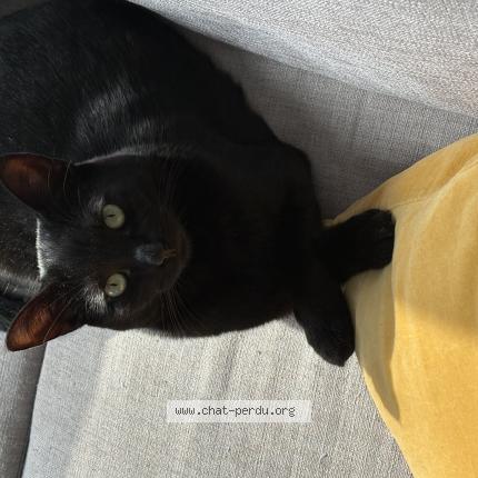 Photo 1/1 Emi Chat lost in Longueuil