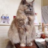 Picture of cat lost at Beauvais