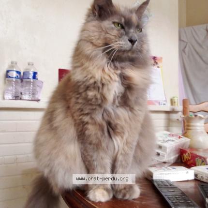 Photo 1/1 Found cat Found in Beauvais