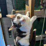 Picture of cat lost at Marseille