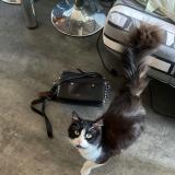 Picture of cat lost at Brison Saint Innocent