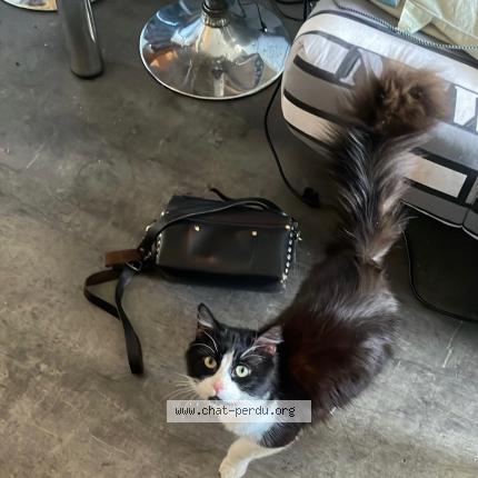 Photo 1/1 Lloyd Chat lost in Brison saint innocent