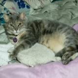 Picture of cat lost at Rancagua