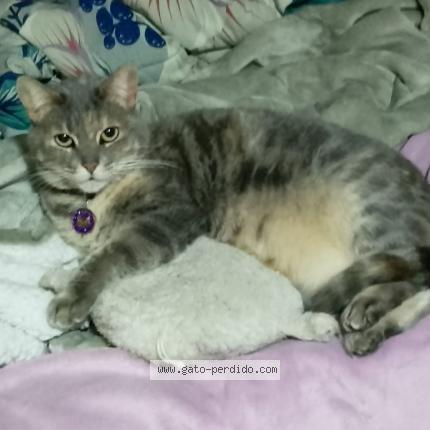 Photo 1/1 Ines Chat lost in Rancagua