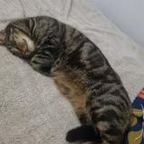 Picture of cat lost at Bresles