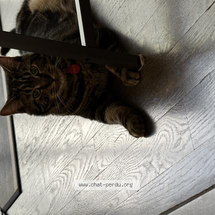 Photo 1/1 Coco Chat lost in Repentigny